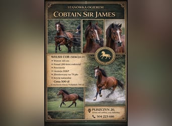 Welsh D (Cob), Stallion, 4 years, 14,1 hh, Bay