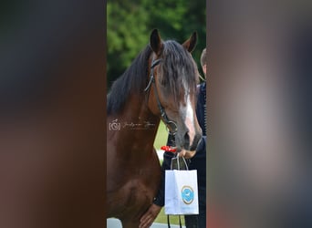 Welsh D (Cob), Stallion, 4 years, 14,1 hh, Bay