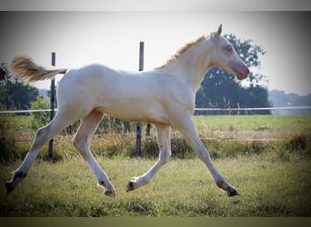 Welsh D (Cob), Stallion, Foal (03/2025), 11,1 hh, Perlino