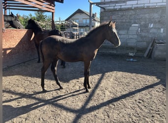 Welsh D (Cob) Mix, Stallion, Foal (05/2025), 14.2 hh, Smoky-Black Welsh D (Cob) Mix, Stallion, Foal (05/2025), 14.2 hh, Smoky-Black