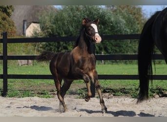 Welsh D (Cob) Mix, Stallion, Foal (07/2025), 14,1 hh, Smoky-Black