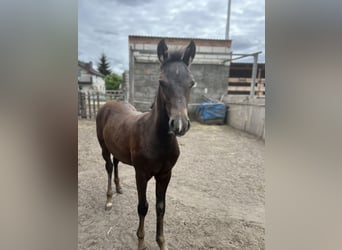Welsh D (Cob) Mix, Stallion, Foal (05/2025), 14,1 hh, Smoky-Black