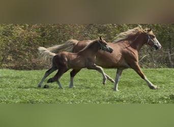 Welsh D (Cob), Stallion, Foal (06/2025), 14,2 hh, Chestnut