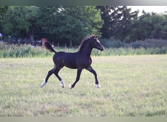Welsh D (Cob), Stallion, Foal (03/2026), Bay-Dark