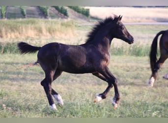 Welsh D (Cob), Stallion, Foal (03/2026), Bay-Dark