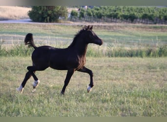 Welsh D (Cob), Stallion, Foal (03/2026), Bay-Dark