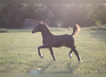 Welsh D (Cob), Stallion, Foal (03/2026), Bay-Dark