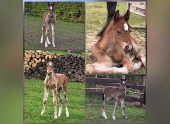 Welsh D (Cob), Stallion, Foal (03/2026), Brown
