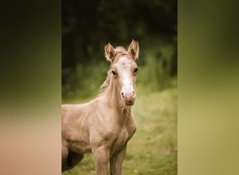 Welsh D (Cob), Stallion, Foal (05/2026), Buckskin