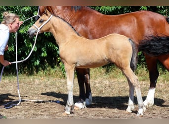 Welsh D (Cob), Stallion, Foal (05/2026), Buckskin