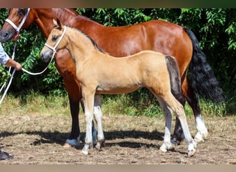 Welsh D (Cob), Stallion, Foal (05/2026), Buckskin
