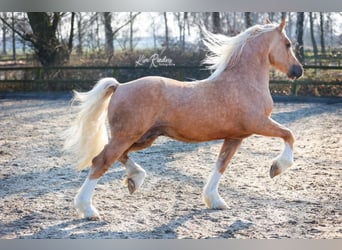 Welsh D (Cob), Stallion, Foal (05/2026), Buckskin