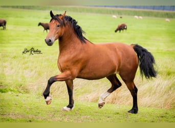 Welsh D (Cob), Stallion, Foal (05/2026), Buckskin