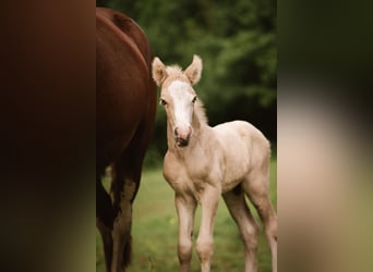 Welsh D (Cob), Stallion, Foal (06/2026), Palomino