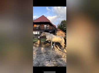 Welsh-D, Étalon, 12 Ans, 155 cm, Buckskin