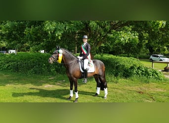 Welsh-D, Étalon, 16 Ans, 146 cm, Bai brun