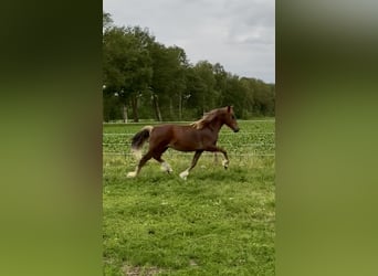 Welsh-D, Étalon, 1 Année, 146 cm, Alezan brûlé
