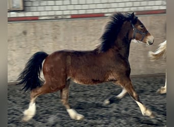 Welsh-D, Étalon, 1 Année, 150 cm, Bai