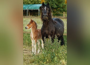 Welsh-D, Étalon, 1 Année, 150 cm, Bai