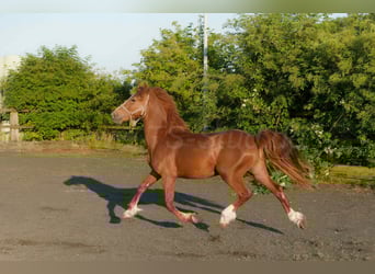 Welsh-D, Étalon, 2 Ans, 155 cm, Alezan brûlé
