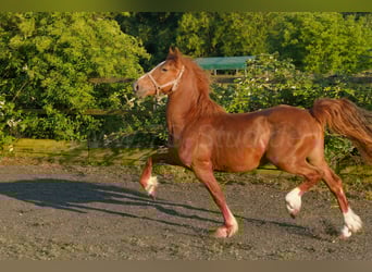 Welsh-D, Étalon, 2 Ans, 155 cm, Alezan brûlé
