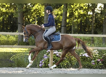 Welsh-D, Étalon, 3 Ans, 146 cm, Alezan
