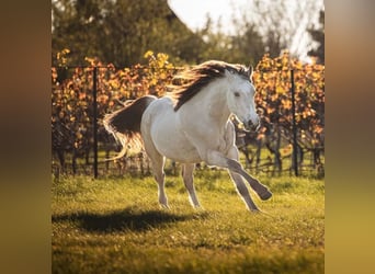 Welsh-D, Étalon, 3 Ans, 150 cm, Buckskin