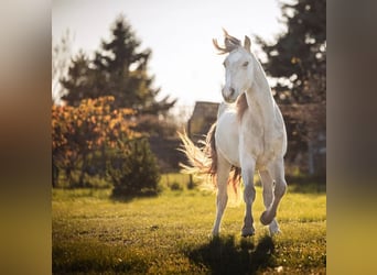 Welsh-D, Étalon, 3 Ans, 150 cm, Buckskin