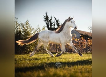 Welsh-D, Étalon, 3 Ans, 150 cm, Buckskin