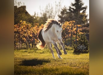 Welsh-D, Étalon, 3 Ans, 150 cm, Buckskin