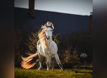 Welsh-D, Étalon, 3 Ans, 150 cm, Buckskin