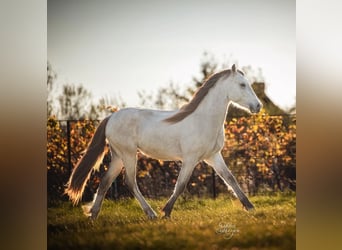 Welsh-D, Étalon, 3 Ans, 150 cm, Buckskin