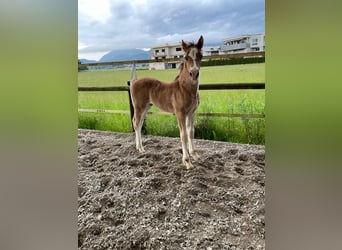 Welsh-D, Étalon, Poulain (04/2025), 150 cm, Alezan brûlé