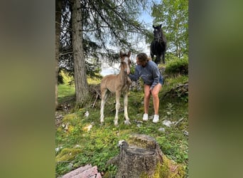 Welsh-D, Étalon, Poulain (04/2025), 150 cm, Alezan brûlé