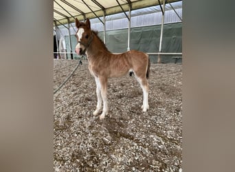 Welsh-D, Étalon, Poulain (04/2025), 150 cm, Alezan brûlé