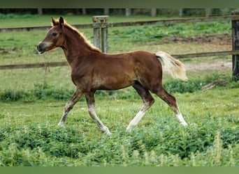 Welsh-D, Étalon, Poulain (05/2024), 150 cm, Alezan