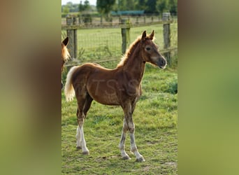 Welsh-D, Étalon, Poulain (05/2024), 150 cm, Alezan