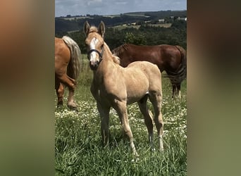 Welsh-D, Étalon, Poulain (06/2023), 153 cm, Palomino