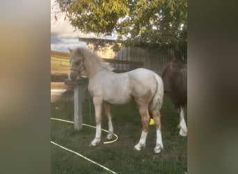 Welsh-D, Étalon, Poulain (06/2023), 153 cm, Palomino