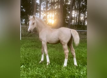 Welsh-D, Étalon, Poulain (06/2023), 153 cm, Palomino