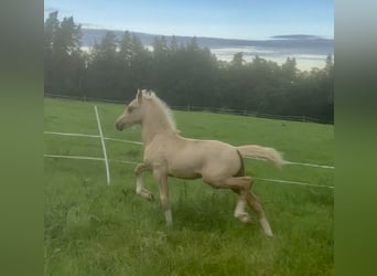 Welsh-D, Étalon, Poulain (06/2023), 153 cm, Palomino