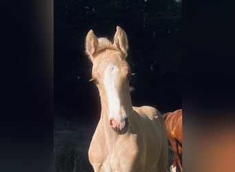 Welsh-D, Étalon, Poulain (06/2023), 153 cm, Palomino