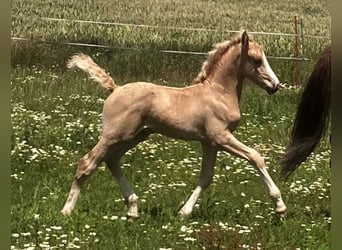 Welsh-D, Étalon, Poulain (06/2023), 153 cm, Palomino