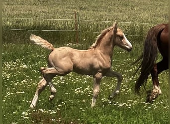 Welsh-D, Étalon, Poulain (06/2023), 153 cm, Palomino