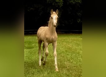 Welsh-D, Étalon, Poulain (06/2023), 153 cm, Palomino