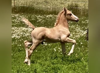 Welsh-D, Étalon, Poulain (06/2023), 153 cm, Palomino