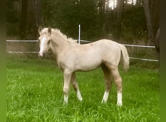 Welsh-D, Étalon, Poulain (06/2023), 153 cm, Palomino