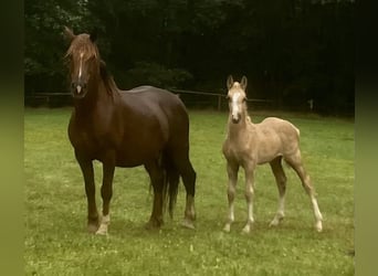 Welsh-D, Étalon, Poulain (06/2023), 153 cm, Palomino