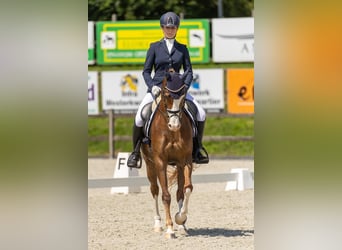 Welsh-D, Giumenta, 13 Anni, 148 cm, Sauro