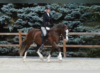 Welsh-D, Giumenta, 13 Anni, 148 cm, Sauro scuro